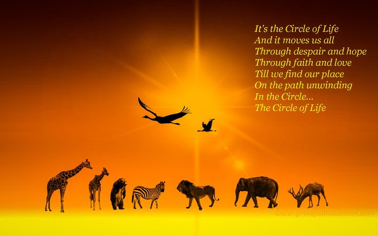 Image result for circle of life lyrics